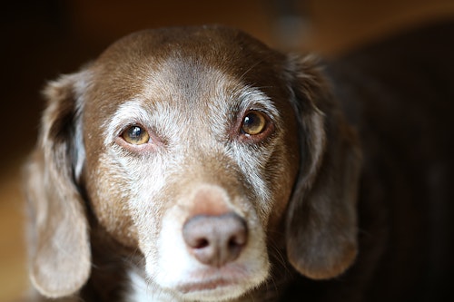 獣医師監修 老犬の元気がないのは病気のせい 加齢以外の原因とは わんクォール