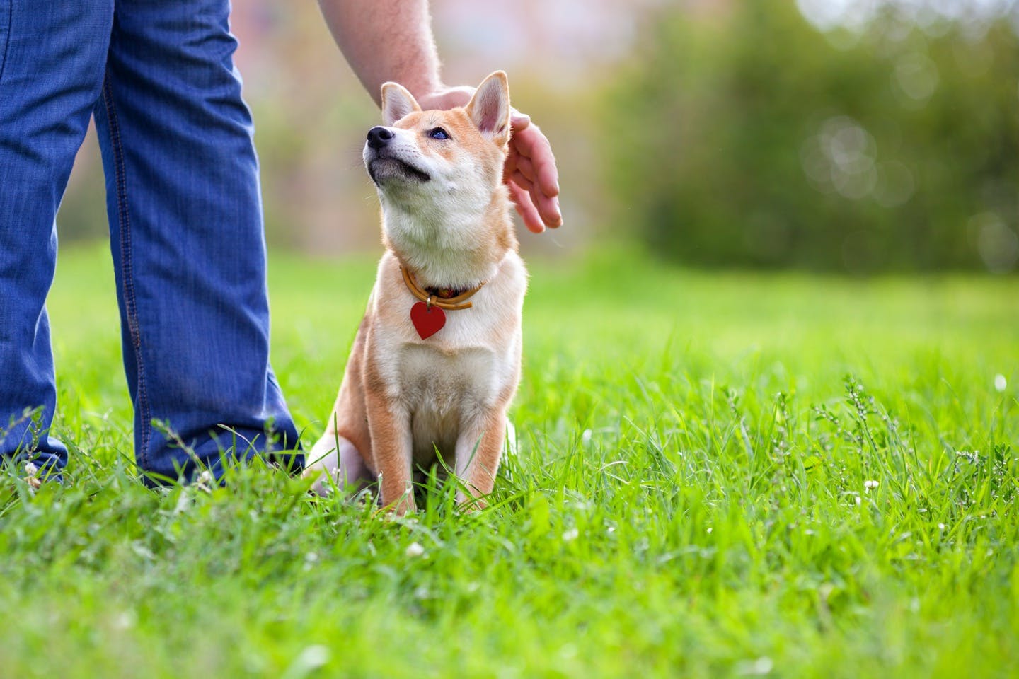 【獣医師監修】あなたの接し方は大丈夫？愛犬にストレスを与えない接し方とは