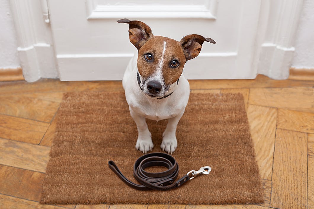 犬の散歩に必要なアイテム　首輪とリード