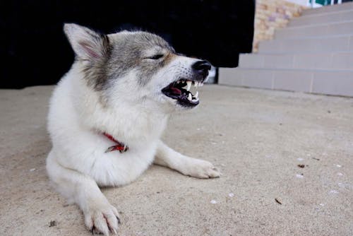 犬の咳の原因は 考えられる病気と対処法 病院に連れて行くべき症状について解説 獣医師監修 わんクォール 犬の咳の原因は 考えられる病気と対処法 病院に連れて行くべき症状について解説 獣医師監修 わんクォール