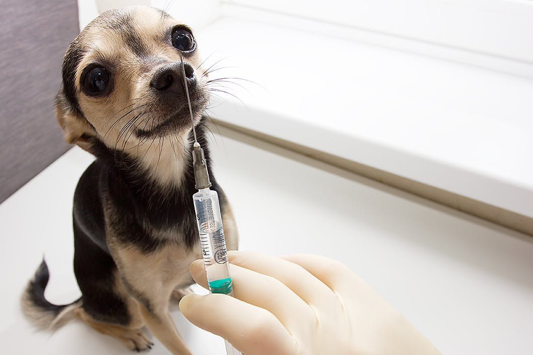 【獣医師監修】子犬を迎えたら知っておこう！犬のワクチンの基本