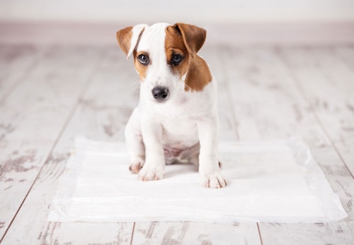 【獣医師監修】犬の多飲多尿は病気のサイン？考えられる原因と病院に行くべき症状について解説