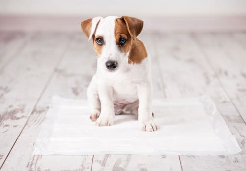 獣医師監修 犬の多飲多尿は病気のサイン 考えられる原因と病院に行くべき症状について解説 わんクォール