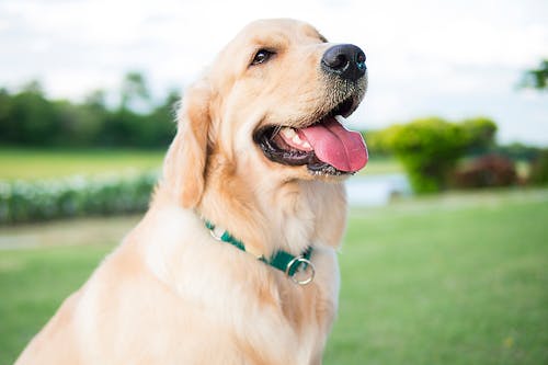 獣医師監修 中 大型犬がかかりやすい病気とは 犬種別に解説 わんクォール