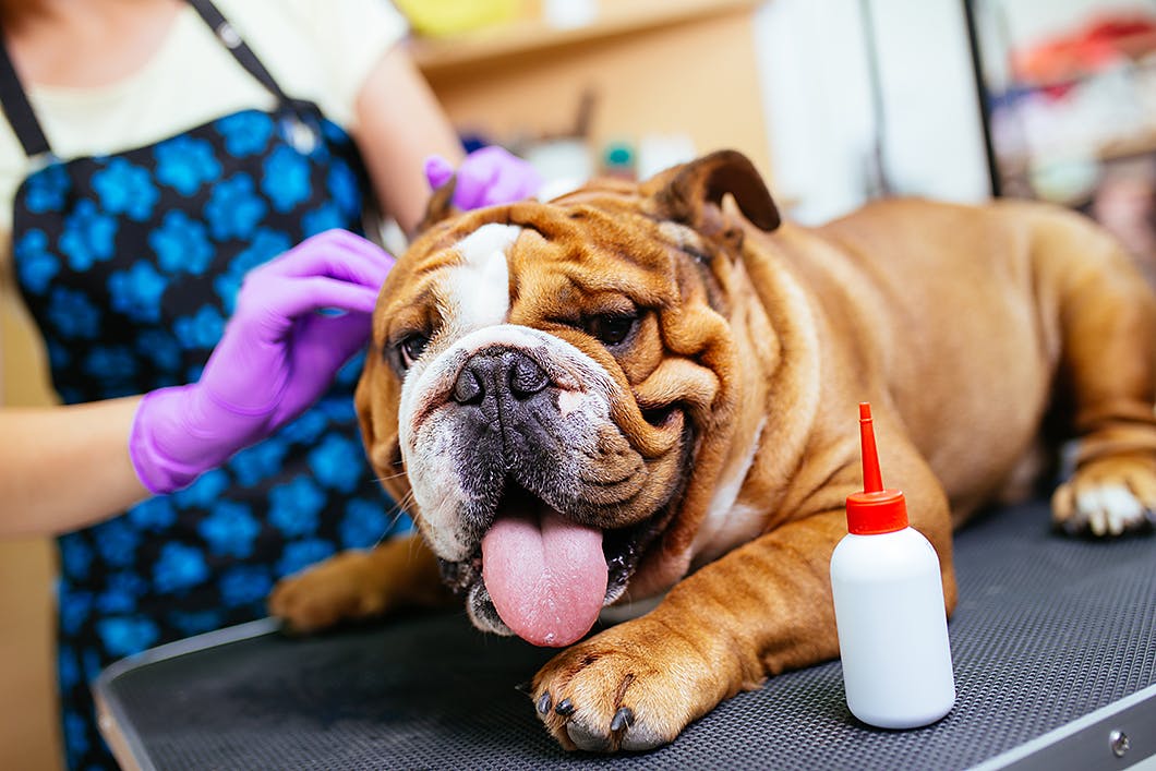 犬の耳掃除は必要 病気予防にも役立つ犬の耳掃除法 注意点 Care お手入れ わんクォール