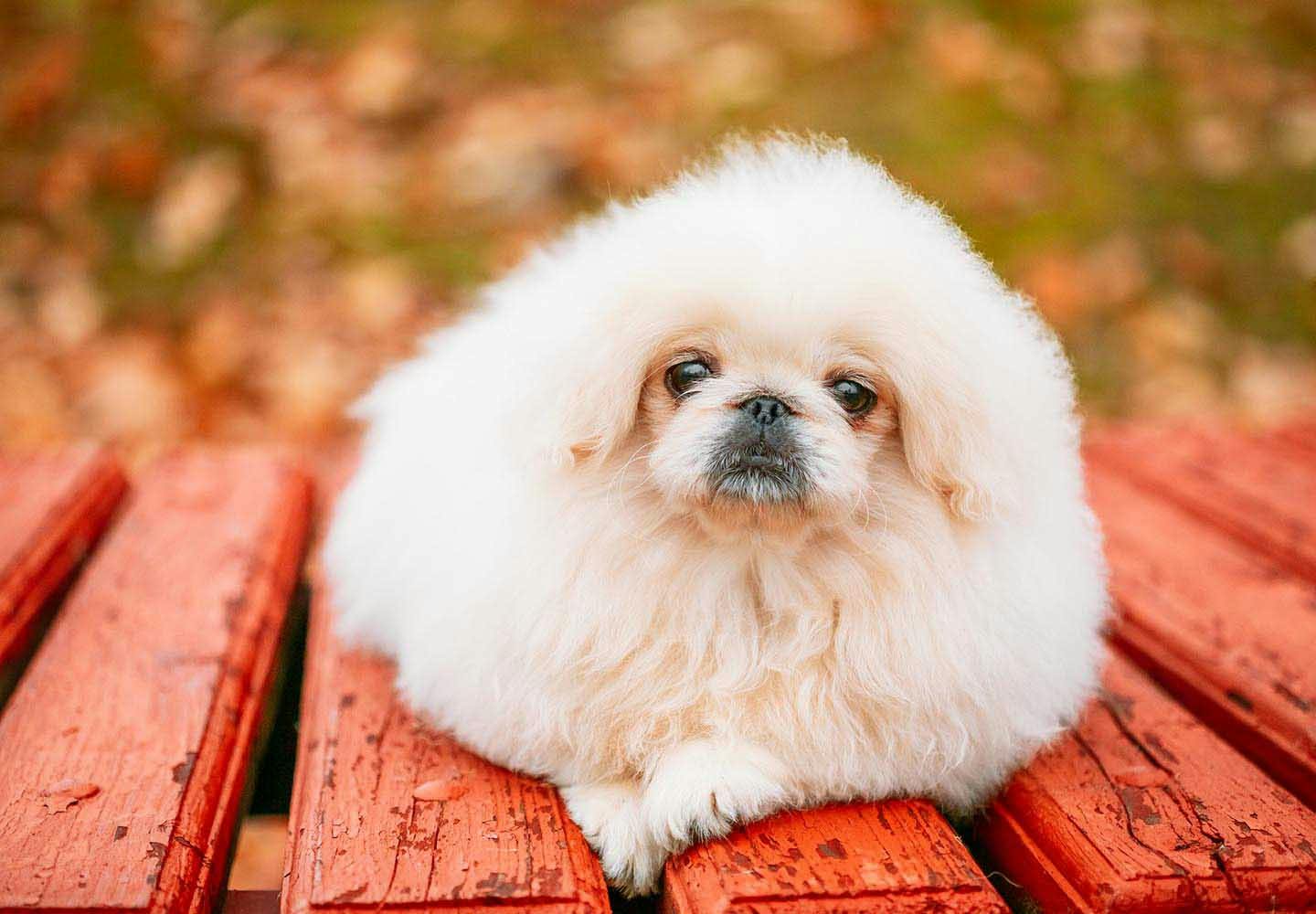 ペキニーズの性格や特徴は？飼い方のコツやかかりやすい病気について