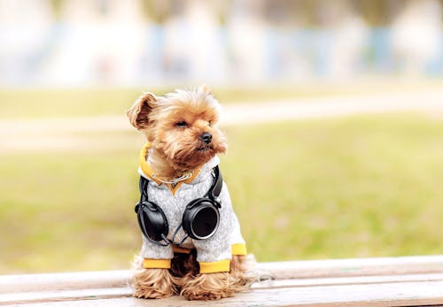 犬にも好きな音楽ってあるの 犬の聴覚や好みの音などについて解説します わんクォール 犬にも好きな音楽ってあるの 犬の聴覚や好みの音などについて解説します わんクォール