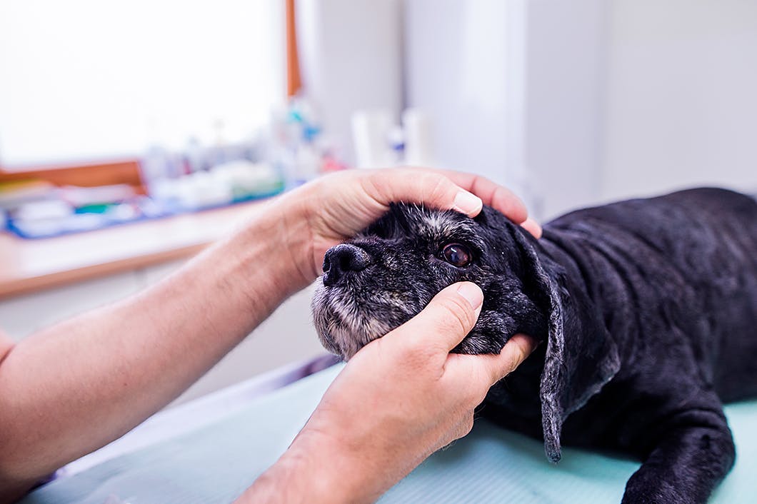 獣医師監修 犬は目の病気になりやすい かかりやすい犬種はいる Illness 病気 わんクォール