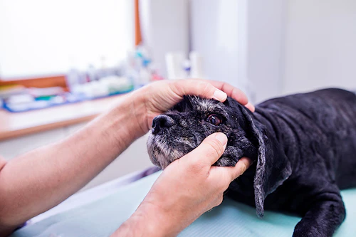 犬は目の病気になりやすい かかりやすい犬の3つ特徴 獣医師監修 わんクォール 犬は目の病気になりやすい かかりやすい犬の3つ特徴 獣医師監修 わんクォール