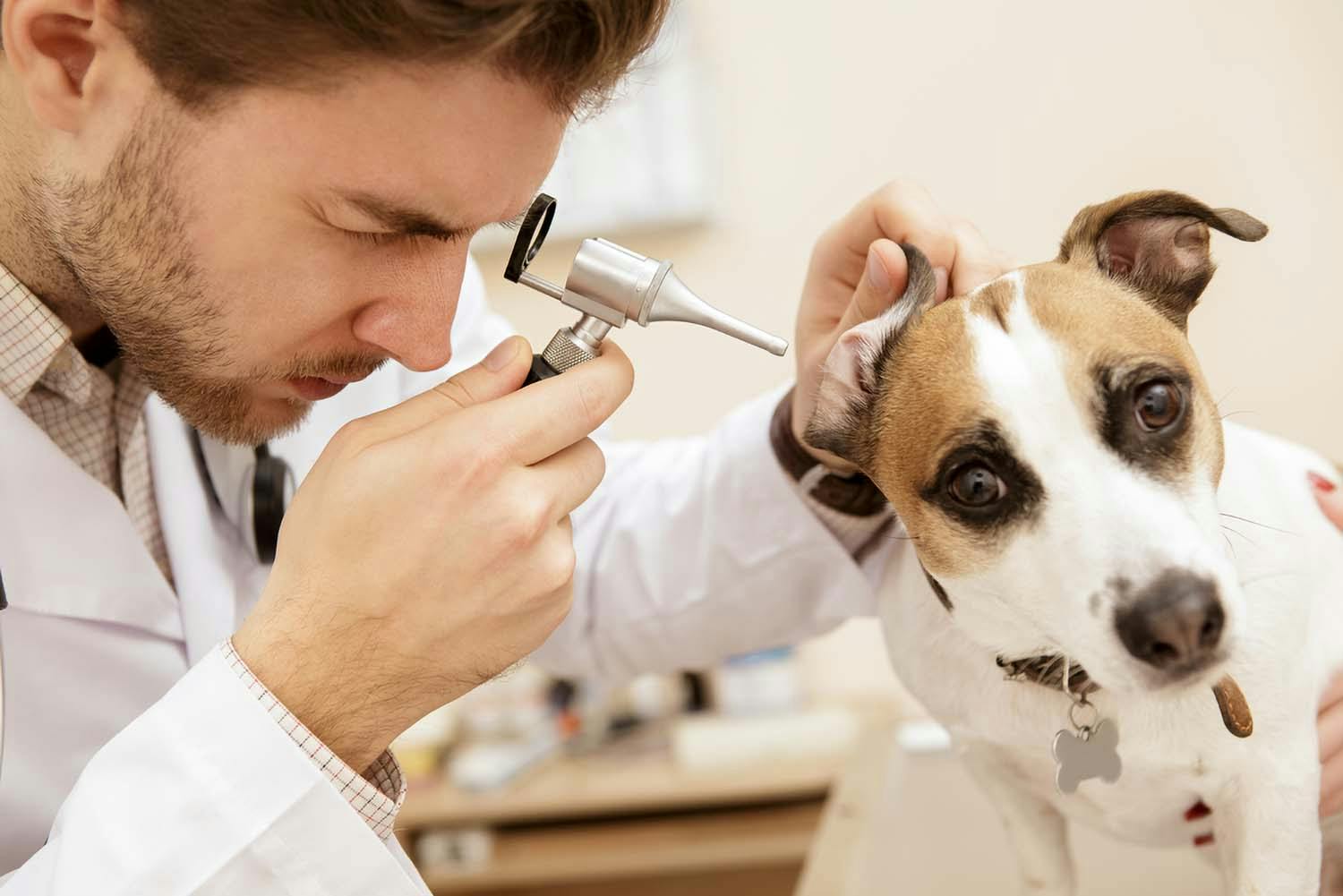 犬の耳が臭い原因は 考えられる病気と対処法について解説 獣医師監修 わんクォール