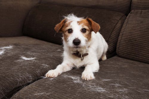 獣医師監修 換毛期以外での犬の抜け毛の原因とは 考えられる病気と対処法について解説 わんクォール 獣医師監修 換毛期以外での犬の抜け毛の原因とは 考えられる病気と対処法について解説 わんクォール