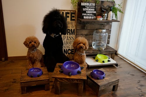 愛犬と一緒にdiy わんちゃん用 ごはんテーブル を作ろう Dog Diy わんクォール