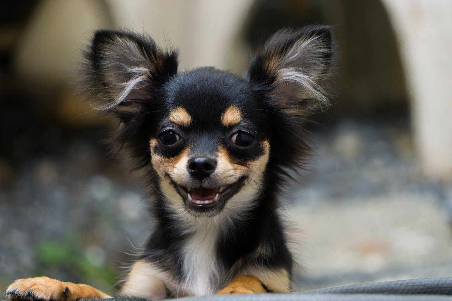 小型犬の歯周病リスク