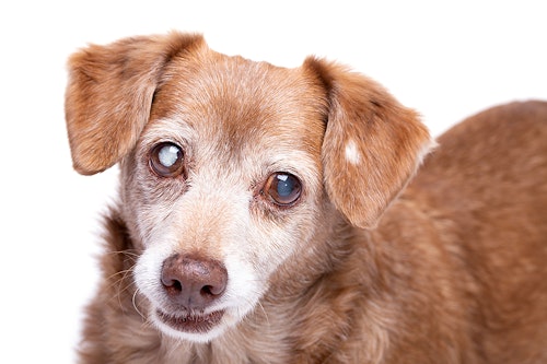 【獣医師監修】犬の目が白いのは白内障？　症状や対処法、予防のコツ