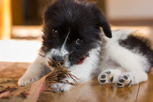 犬の誤飲 誤食を防ごう 家の中で気をつけたい異物と対策 わんクォール