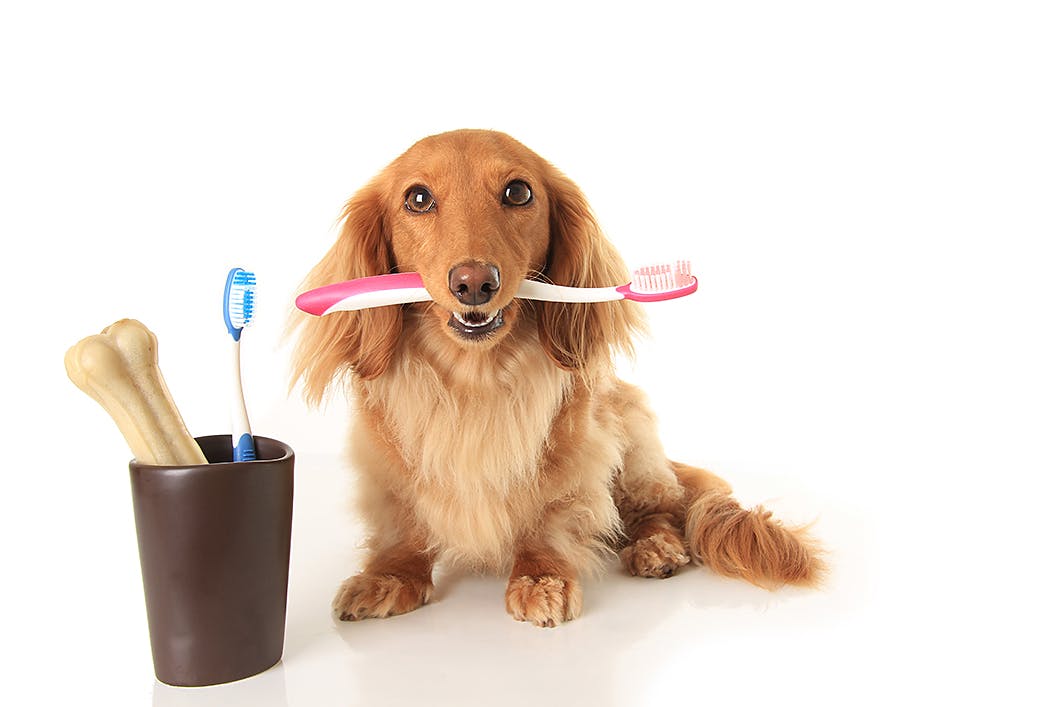犬の歯周病の症状とは？原因や治療法、歯磨きなどの予防のためのケアを解説【獣医師監修】