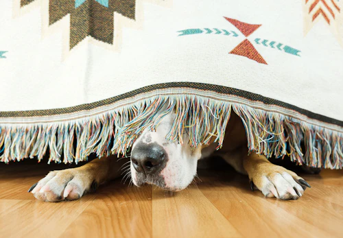 犬にも好きな音楽ってあるの 犬の聴覚や好みの音などについて解説します わんクォール