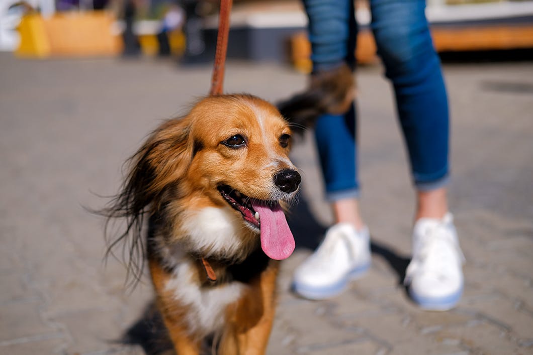 ジャパンケネルクラブで犬との暮らしに役立つ資格を取ろう！