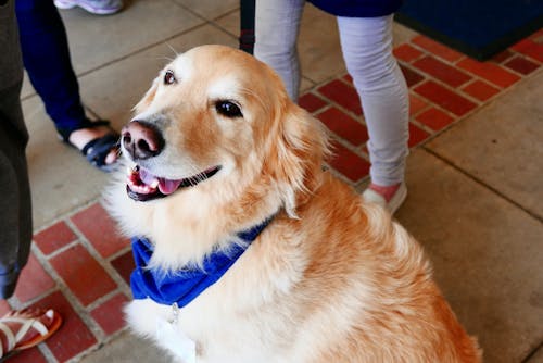 犬の仕事を知りたい 警察犬 盲導犬などいろいろな 働く犬 たち わんクォール 犬の仕事を知りたい 警察犬 盲導犬などいろいろな 働く犬 たち わんクォール