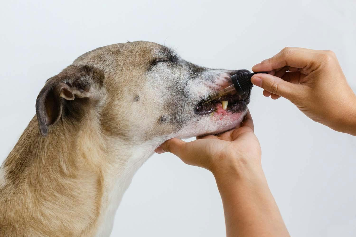 シニア犬が薬を飲んでくれない 上手に飲ませるコツを獣医師が伝授 Senior シニア わんクォール