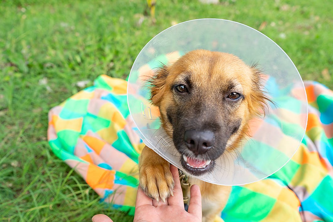 獣医師監修 犬に去勢手術は必要 メリット デメリットなどを解説 わんクォール