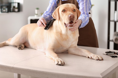 プロが教える 愛犬がブラッシングを嫌がる原因やその対処法 わんクォール プロが教える 愛犬がブラッシングを嫌がる原因やその対処法 わんクォール