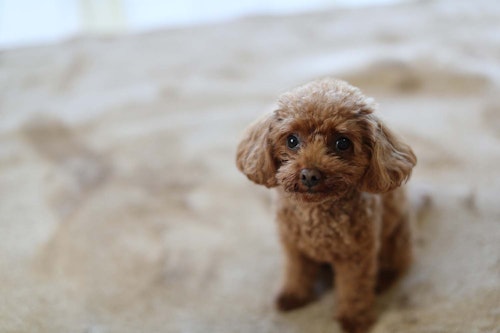 犬がトイレを失敗する理由とは 考えられる原因と病気の可能性について解説 獣医師監修 わんクォール