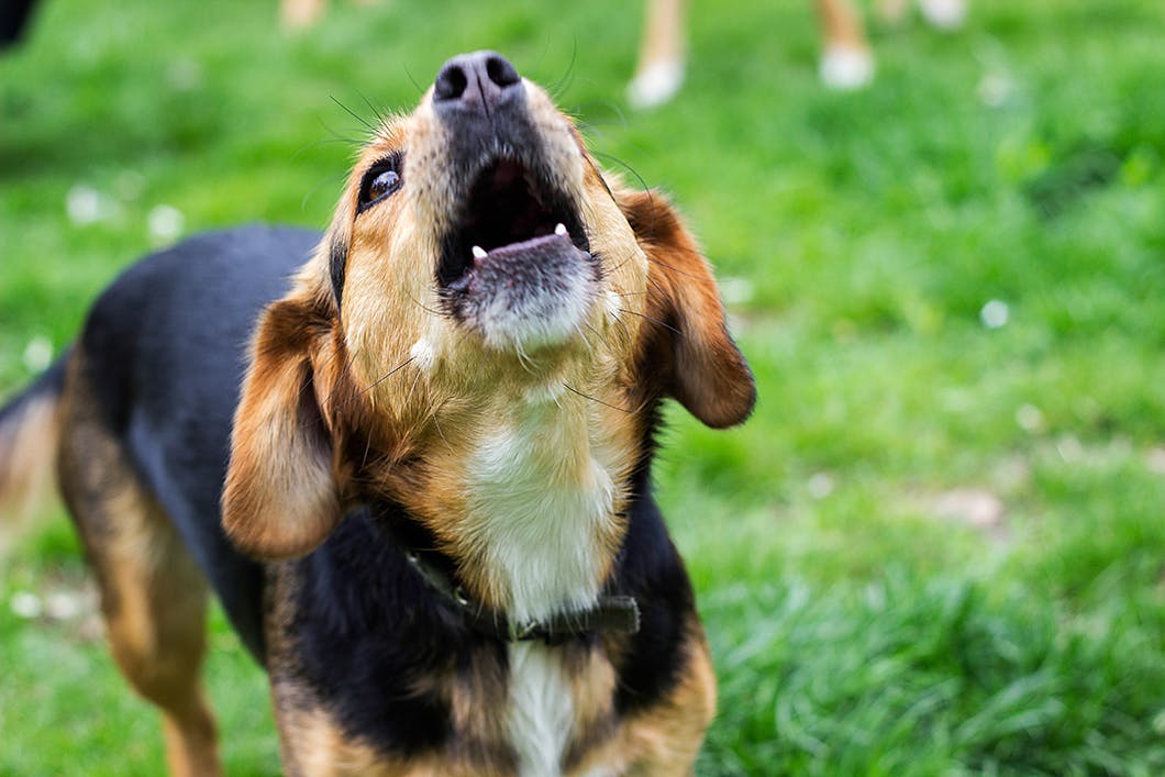 あなたは大丈夫 犬のしつけ 待て のまちがった使い方5選 Training しつけ わんクォール