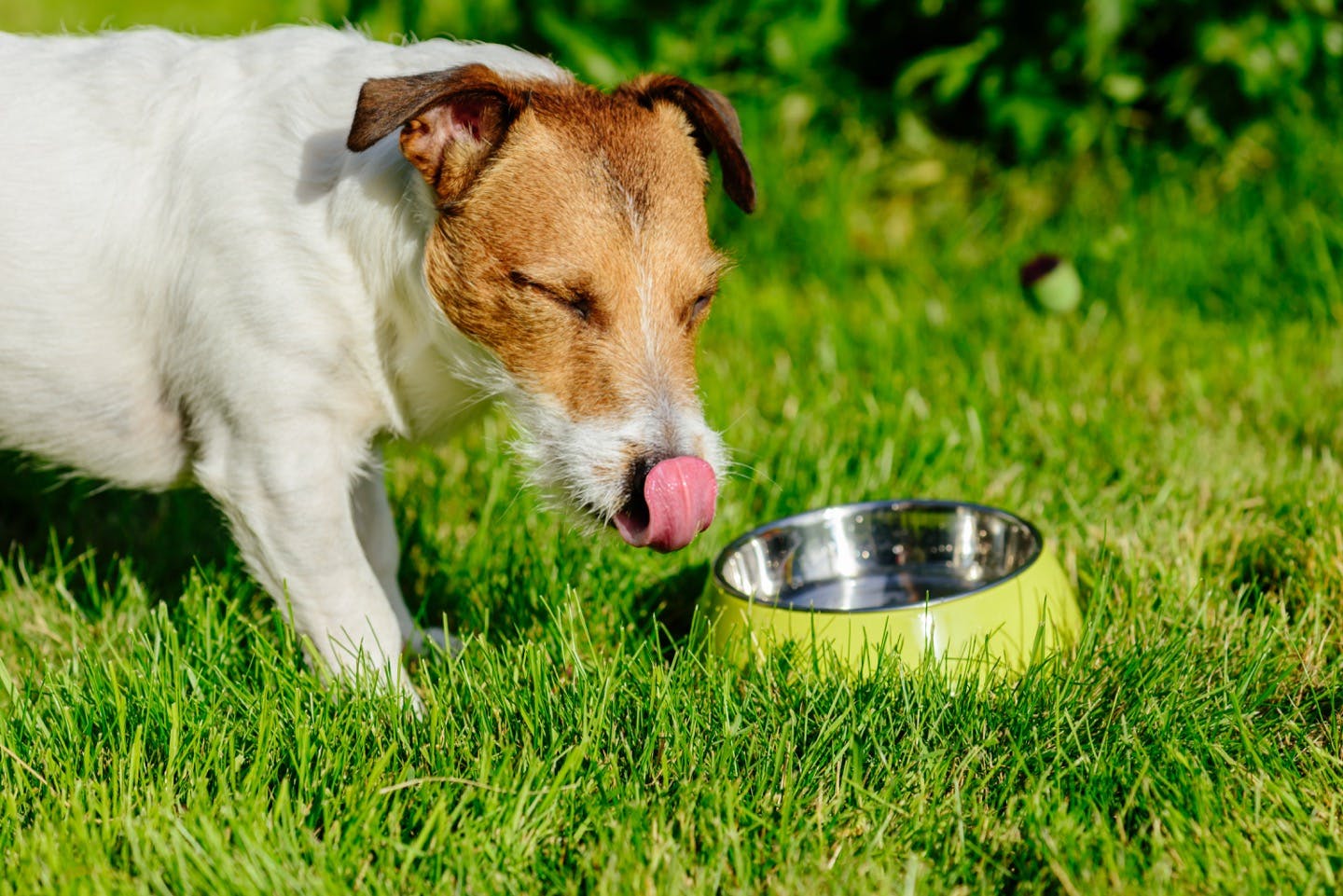 犬の飲水量が多いときの対処法・注意点
