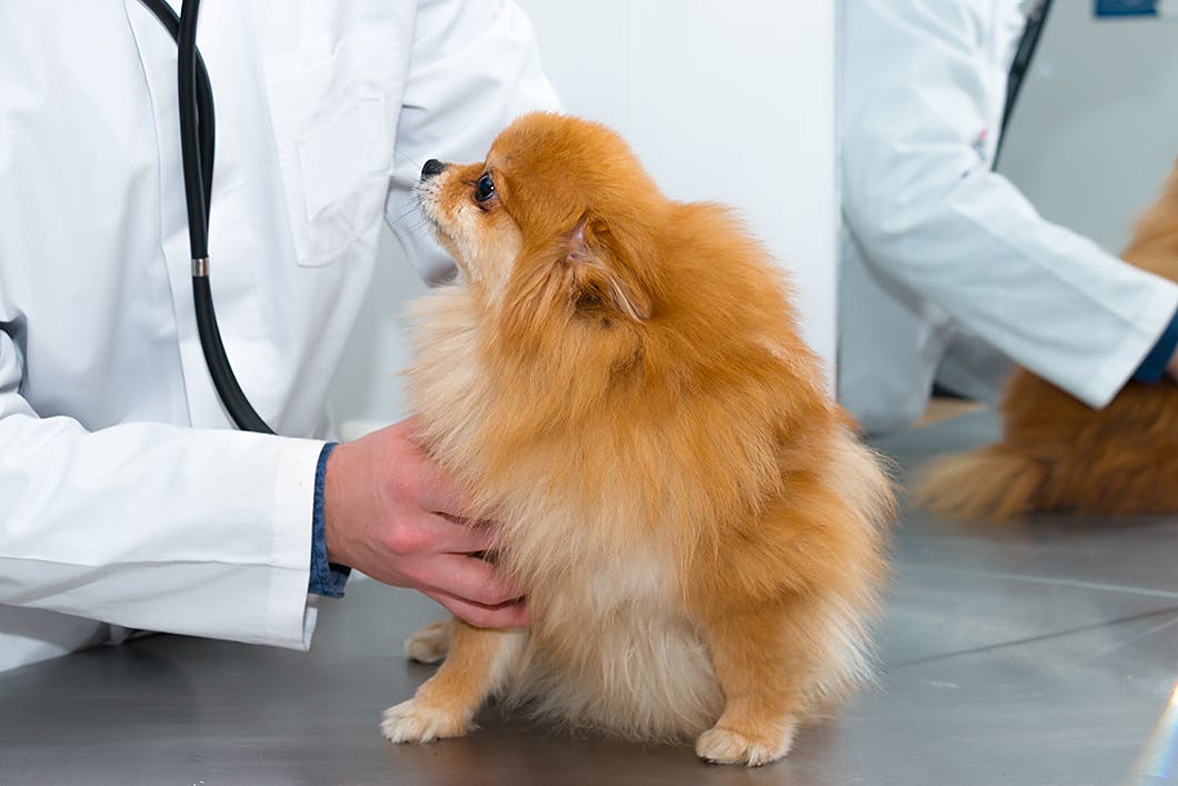 犬の「僧帽弁閉鎖不全症」の治療法