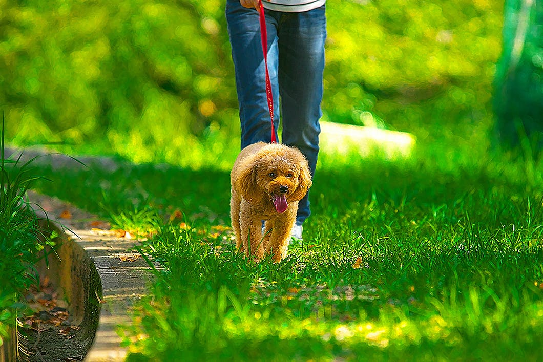 外を散歩する犬