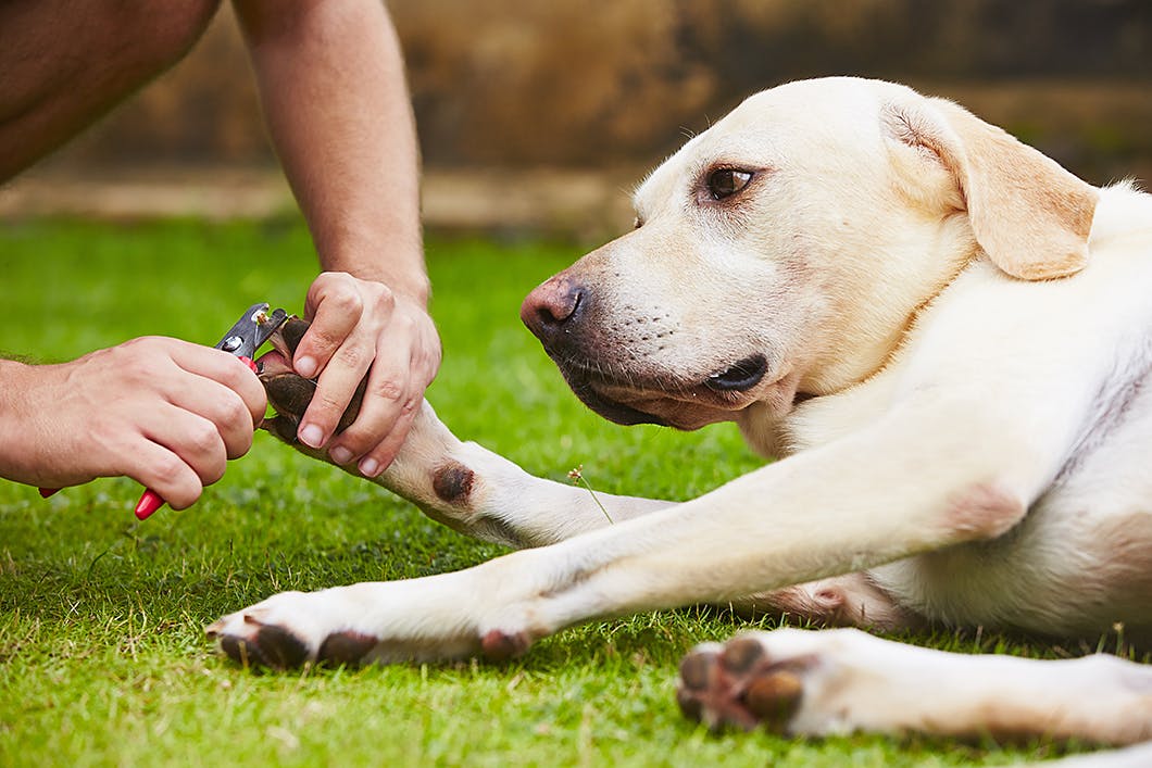 ケガの原因に 犬の爪切りの必要性や頻度 コツ 注意点をチェック Care お手入れ わんクォール