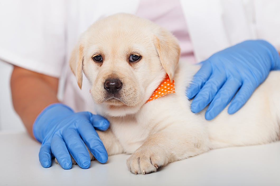 獣医師監修 犬の目が白いのは白内障 症状や対処法 予防のコツ Illness 病気 わんクォール