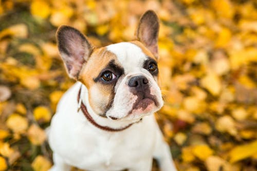 犬の咳の原因は 考えられる病気と対処法 病院に連れて行くべき症状について解説 獣医師監修 わんクォール