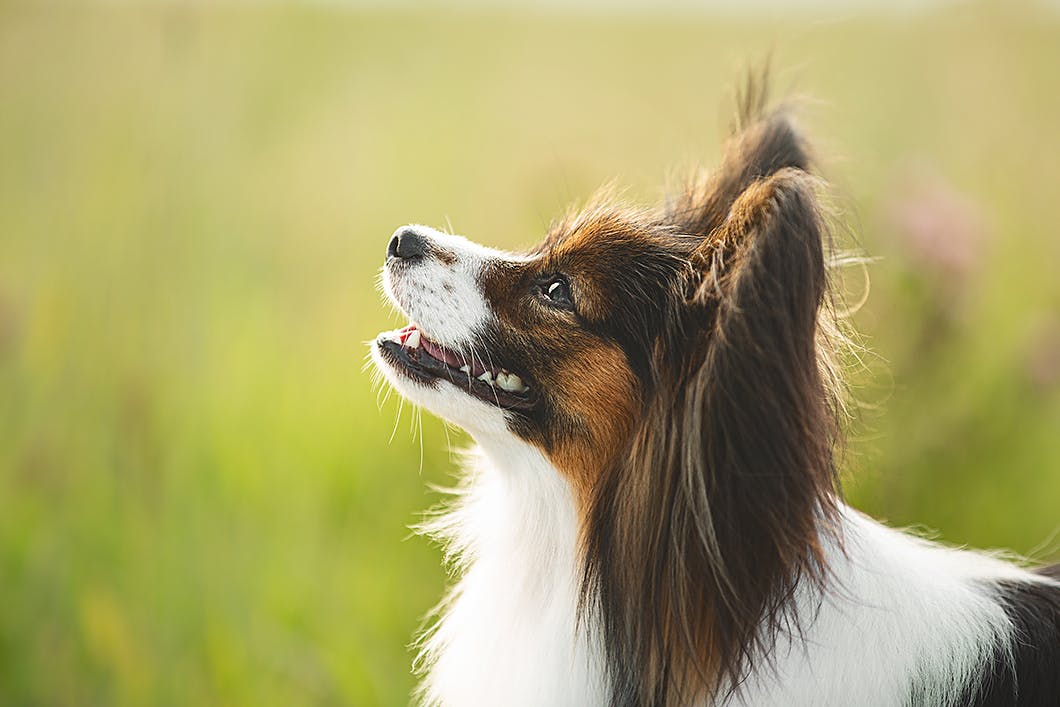 美しい犬種パピヨンの性格や特徴は かかりやすい病気も解説 Community コミュニティ わんクォール
