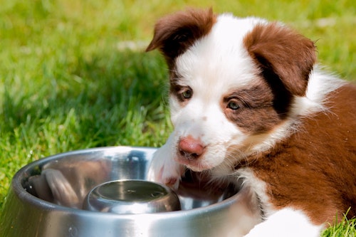 水道水や水素水は与えてok 犬に与えていい水の種類を解説 わんクォール