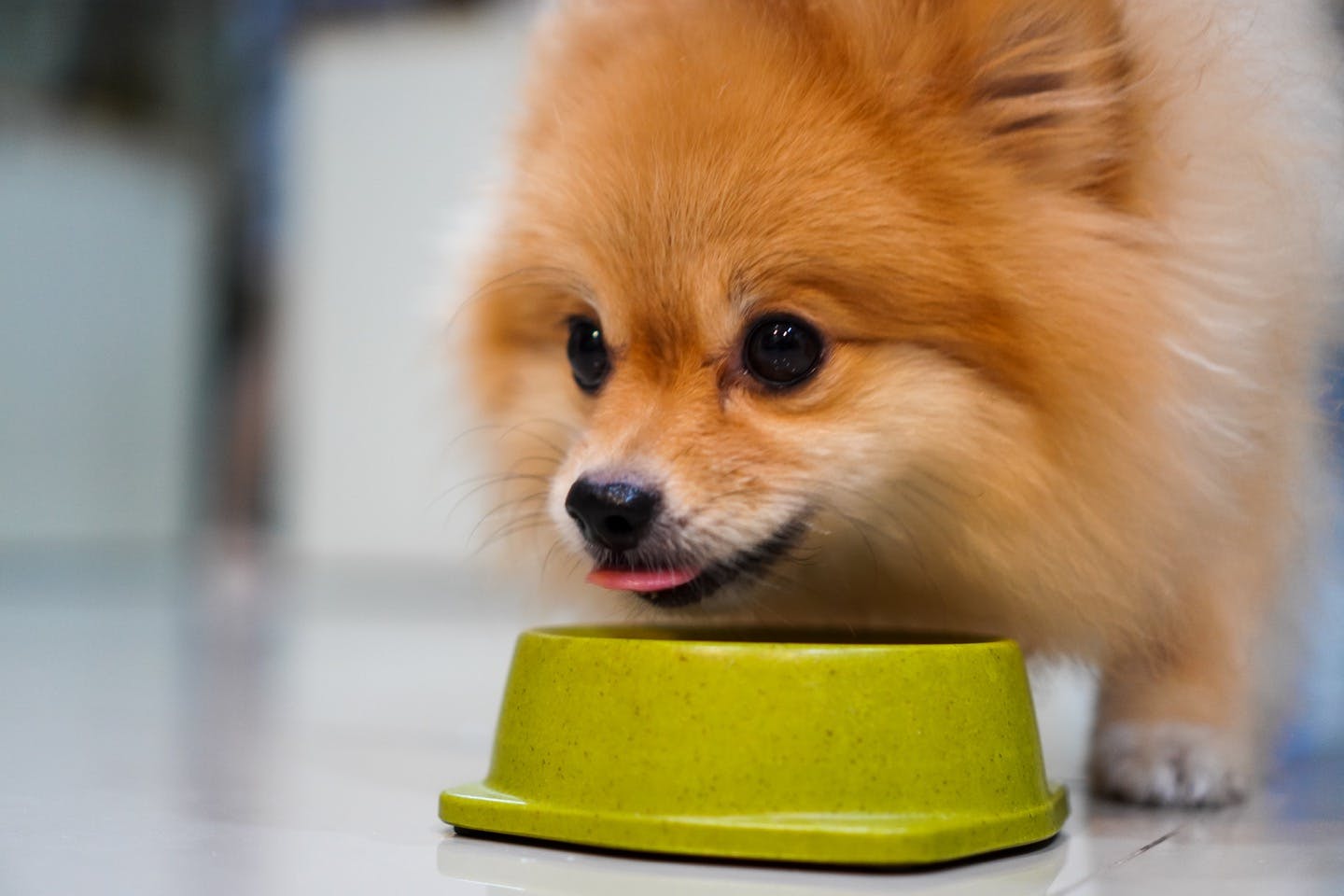 犬の食事はライフステージで変わる！成長段階に応じたフードを選ぼう