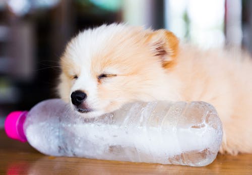 獣医師監修 熱中症になりやすい 暑さに弱い犬の種類とは わんクォール 獣医師監修 熱中症になりやすい 暑さに弱い犬の種類とは わんクォール