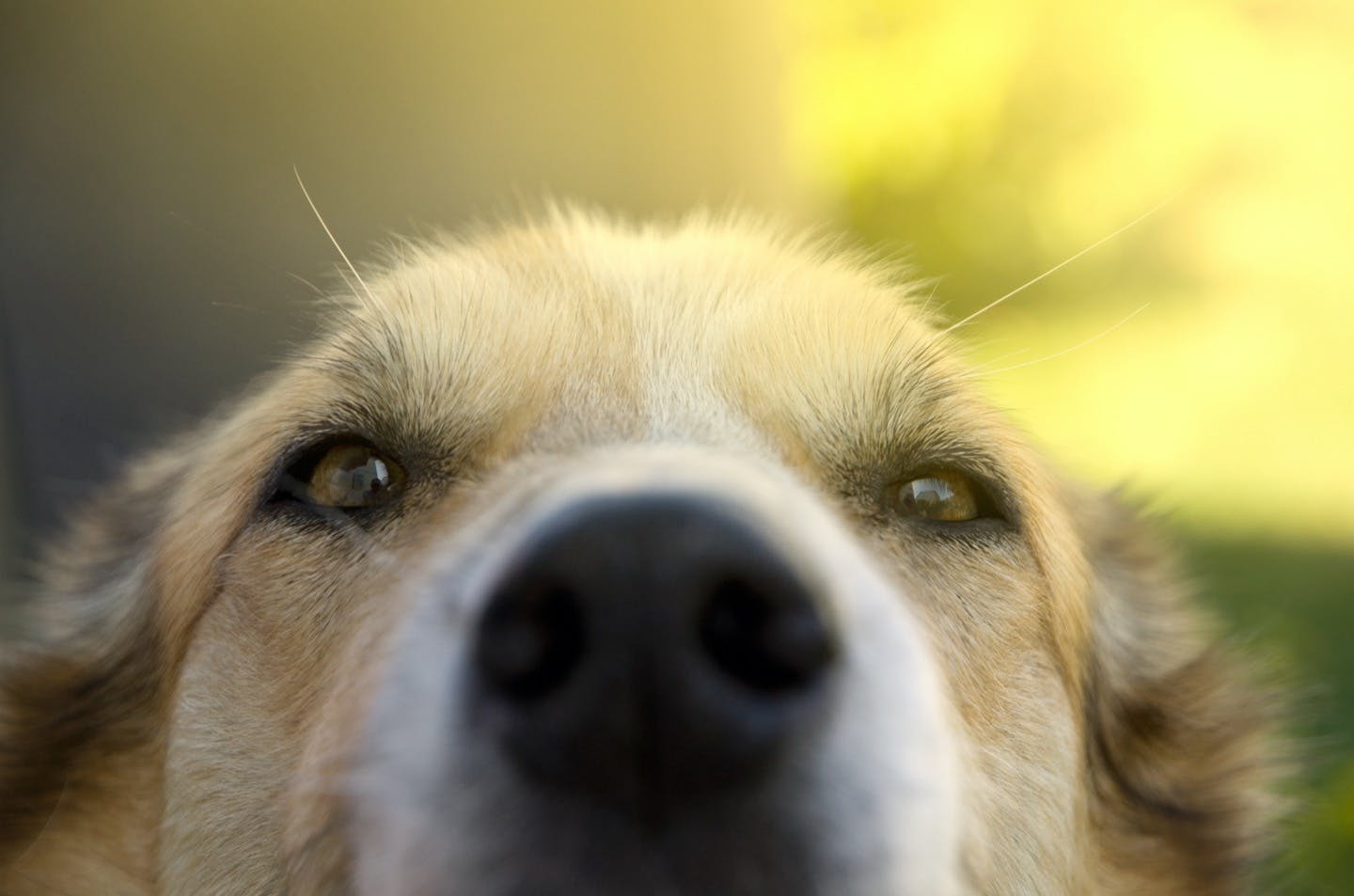 犬の仕事を知りたい 警察犬 盲導犬などいろいろな 働く犬 たち Living リビング わんクォール