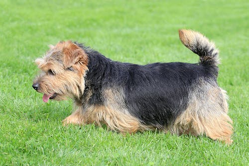 ノーフォーク テリアってどんな犬種 性格 特徴 飼い方などを解説 わんクォール