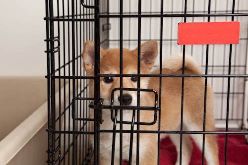 犬のクレート サークル ケージは何が違う 使い分け方法も解説 わんクォール 犬のクレート サークル ケージは何が違う 使い分け方法も解説 わんクォール