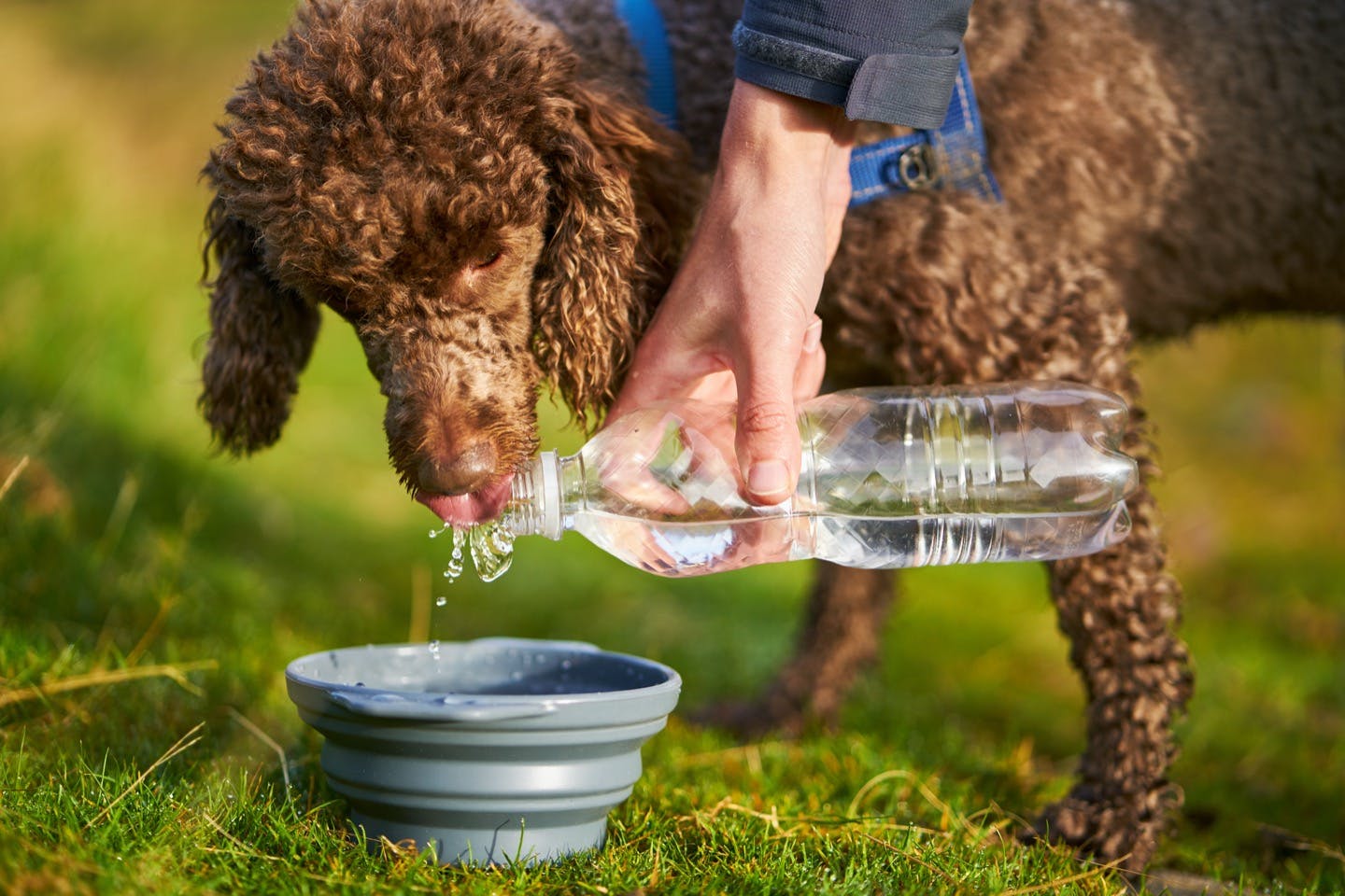 愛犬が水を飲まない理由や対処法は 犬の飲み水に関するfaqまとめ Illness 病気 わんクォール