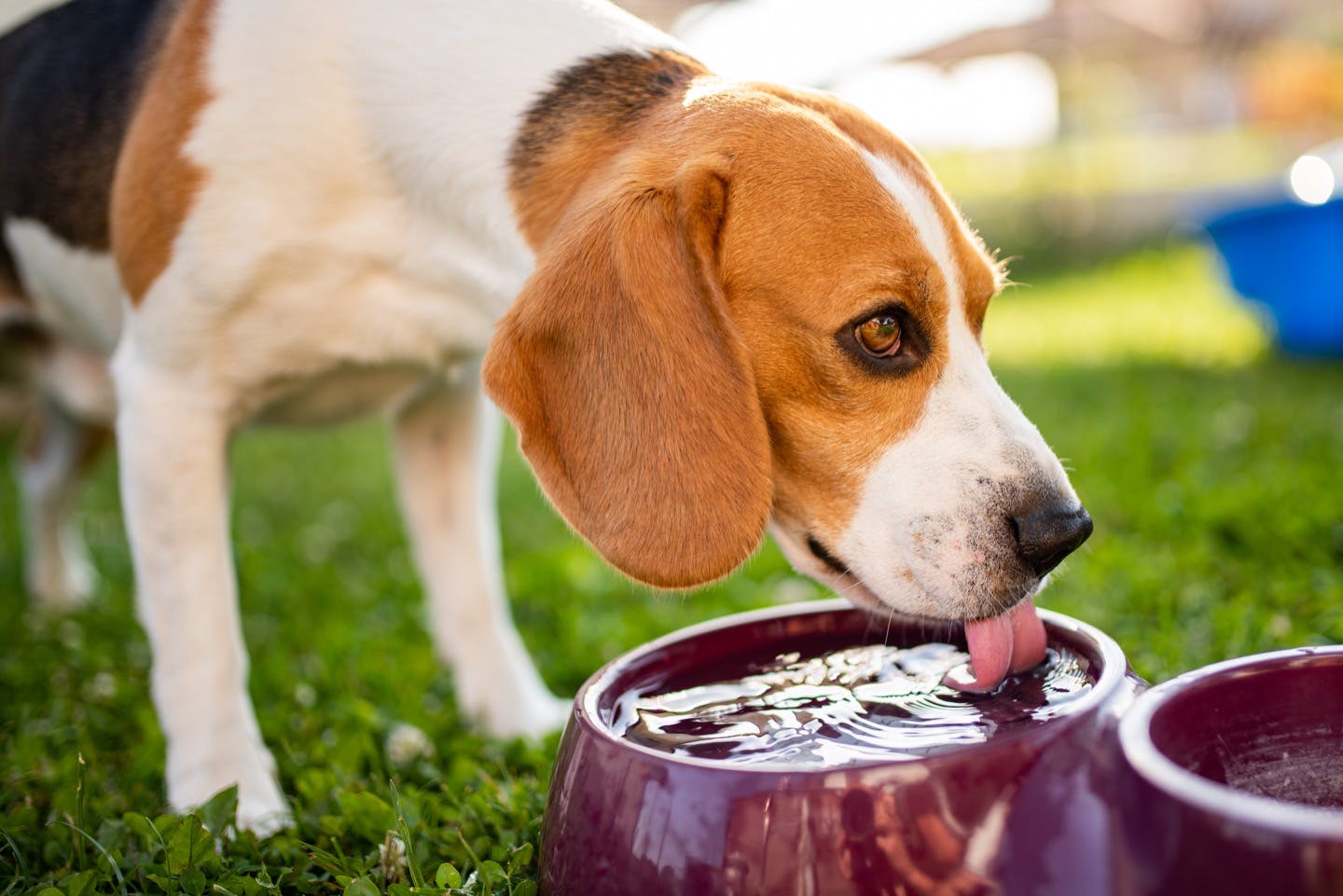 犬に必要な1日の飲水量は 多い 少ないときの注意点 対処法も Illness 病気 わんクォール