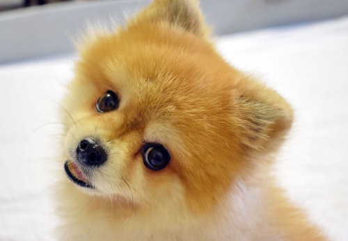 犬がフン と鼻を鳴らす理由は 甘えたいなどの気持ちと呼吸器系の病気の見極め方を解説 獣医師監修 わんクォール 犬がフン と鼻を鳴らす理由は 甘えたいなどの気持ちと呼吸器系の病気の見極め方を解説 獣医師監修 わんクォール