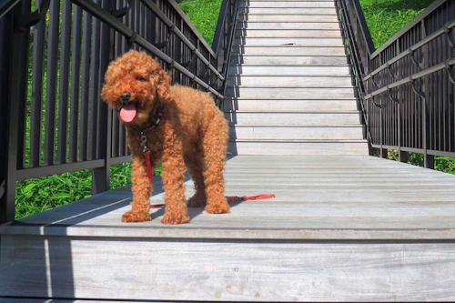 獣医師監修 犬が階段や段差を怖がる 考えられる病気は 犬の健康診断 わんクォール