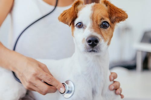獣医師監修 犬に去勢手術は必要 メリット デメリットなどを解説 わんクォール