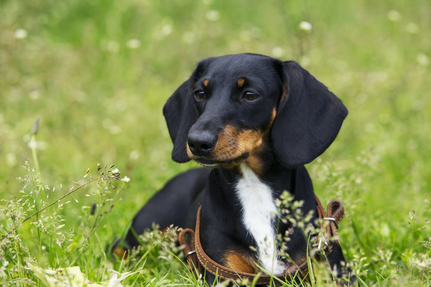 愛犬のルーツを知るのに役立つ 犬種の 10グループ制 とは Community コミュニティ わんクォール