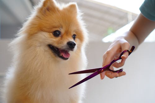 ケガを予防する 犬の足の裏の毛のバリカンカット方法や注意点とは わんクォール ケガを予防する 犬の足の裏の毛のバリカンカット方法や注意点とは わんクォール