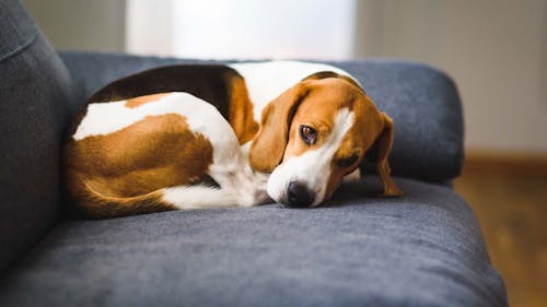 獣医師監修 犬がお腹を触られるのを嫌がる 考えられる病気は 犬の健康診断 わんクォール 獣医師監修 犬がお腹を触られるのを嫌がる 考えられる病気は 犬の健康診断 わんクォール