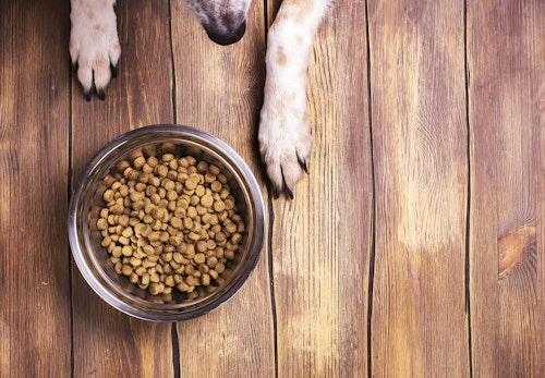 獣医師監修 犬も健康に腸内環境が関係している 毎日の食事や生活の中で気をつけるべきポイントを解説 わんクォール 獣医師監修 犬も健康に腸内環境が関係している 毎日の食事や生活の中で気をつけるべきポイントを解説 わんクォール